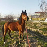 فروش اسب کرد