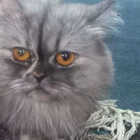 گربه های پرشین|گربه|تهران, خانی آباد نو شمالی|دیوار