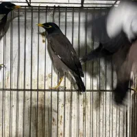 مینا عیدانه شارژ شد