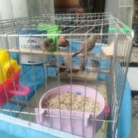 فنچ درجه یک