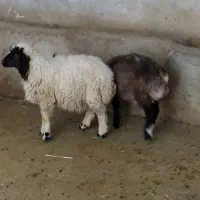 دوعدد بره نر