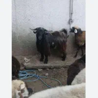 بزغاله نربز سانن مومورسیا|حیوانات مزرعه|مشهد, نیزه|دیوار