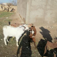 بزغاله نر چاق