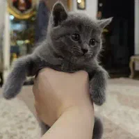 گربه راشن بلو لانگ هیر بریتیش اسکاتیش