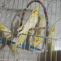 عروس هلندی|پرنده|برخوار, |دیوار