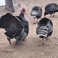 بوقلمون|حیوانات مزرعه|پلدشت, |دیوار