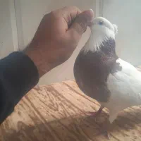 کفتر طوقی دستی و یکی جوجه دمبی نیمه دستی|پرنده|اردکان, |دیوار