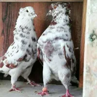 کبوتر