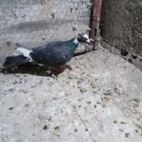 کبوتر پرشی|پرنده|تربت جام, خیرآباد|دیوار