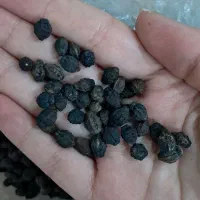 بذر گل لاله عباسی