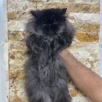 پرشین بلو|گربه|ارومیه, |دیوار