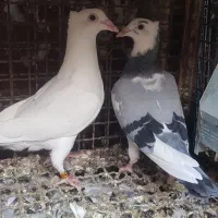 جوجه پلاکی درجه یک