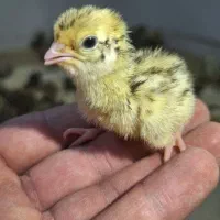 بلدرچین یک روزه