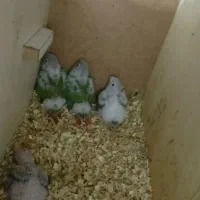 گرینچیک یلوساید مولدواقعی|پرنده|قائمشهر, |دیوار