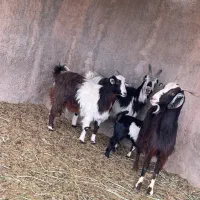 بز.بزغاله.میش.بره.گوسفند