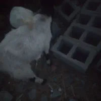 سه تا گیسه برای فروش دوتا آبستن یکیش استاق