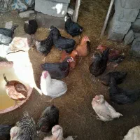 معاوضه کبوتربامرغ