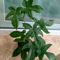 کادو روز زن|گل و گیاه طبیعی|گلبهار, شهر جدید گلبهار|دیوار