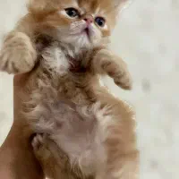 گربه با رنگ سوپر لاکچری