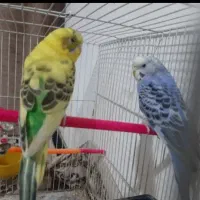 سلام مرغ عشق