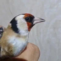 سهره نر پاییزه