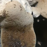 عسل کنار|خوردنی و آشامیدنی|قشم, |دیوار