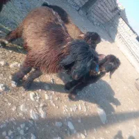 به فروش می‌رسد جهت خریداری پیام بدهید