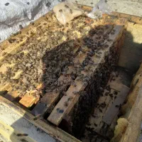 زنبور سالم وقوی فروشی