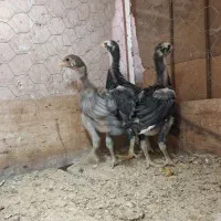 ۳عدد جوجه لاری