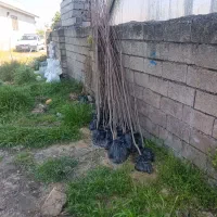 نهال سیاه ریشه