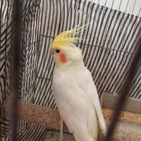 عروس هلندی نر