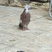 کفتر معاوضه میشه