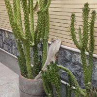 معاوضه گل کاکتوس بزرگ