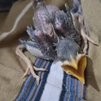 جوجه مرغ مینا شاه تخم نر کلّه گنده