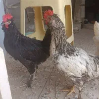 4 جوجه رسمی پاپر.2مرغ. 1بوقلمون ماده|حیوانات مزرعه|کرج, آق تپه|دیوار