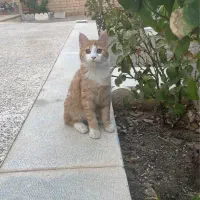 رهن و اجاره صغاد|اجارهٔ خانه و ویلا|بهمن صغاد, |دیوار