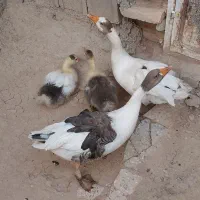 غاز