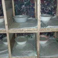 جفتگاه|پرنده|رشت, توشیبا|دیوار