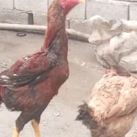 خروس|حیوانات مزرعه|خوی, |دیوار