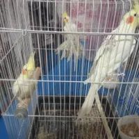 3عدد عروس