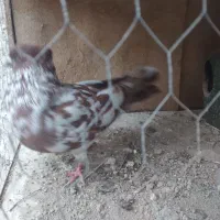 کفتر۴عدد. ۲ نر دوماده