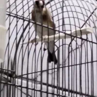 2عددسیره جوجه قفس نر