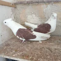 کفتر پرشی حسابی و دوکت