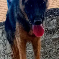 سگژرمناصل|سگ|پیشوا, |دیوار