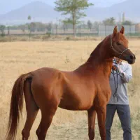 عرب مصری پدر کنزالناصر ،