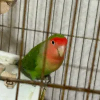 طوطی برزیلی