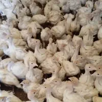 بوقلمون بیوتی۶  سن یک روزه و۳ماه