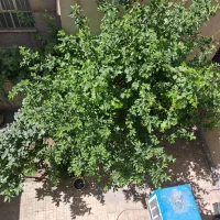 خونه-84مترمربع-همکف