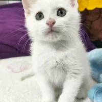 گربه بریتیش اسکاتیش سفید