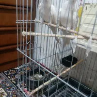 فروش یک جفت عروس هلندی